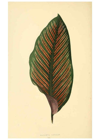 Reproducción/Reproduction 6305583413: Les plantes a feuillage coloré. v.1. Paris :Rothschild,1867-1870