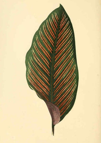 Reproducción/Reproduction 6305583413: Les plantes a feuillage coloré. v.1. Paris :Rothschild,1867-1870