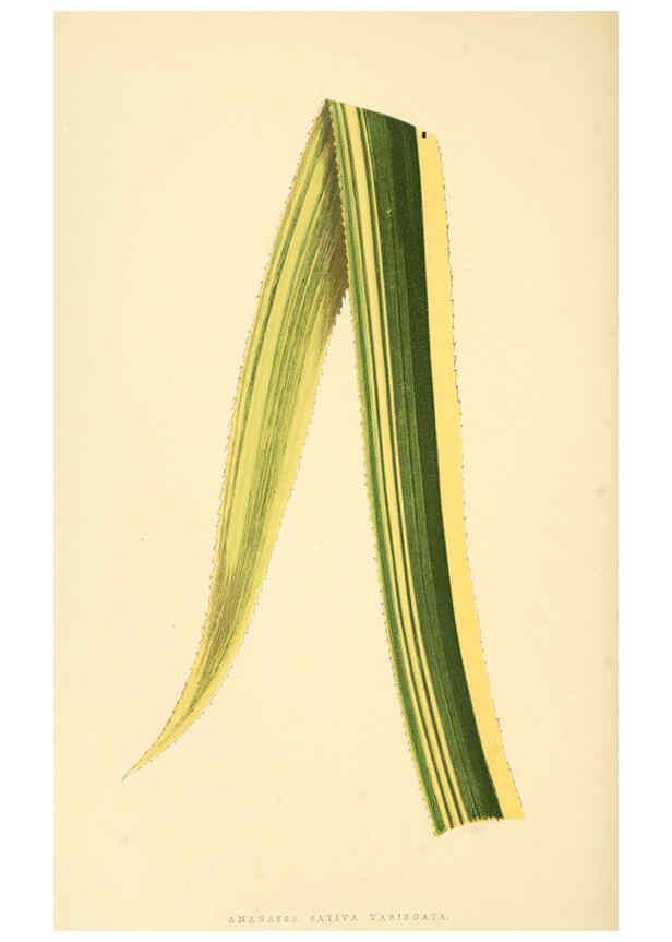 Reproducción/Reproduction 6305583587: Les plantes a feuillage coloré. v.1. Paris :Rothschild,1867-1870