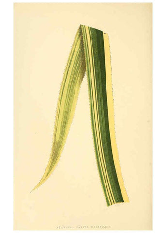 Reproducción/Reproduction 6305583587: Les plantes a feuillage coloré. v.1. Paris :Rothschild,1867-1870