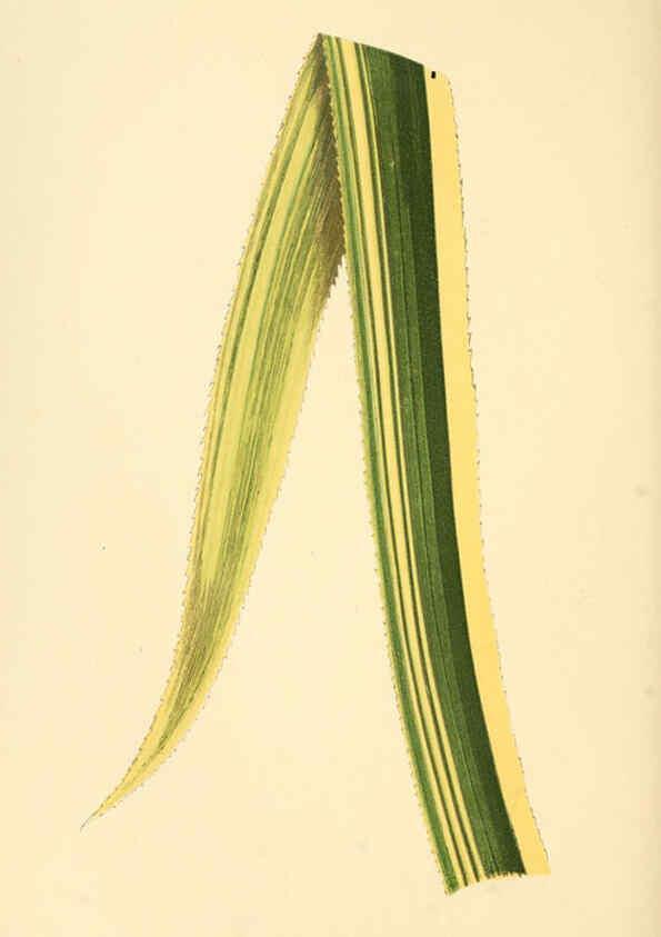 Reproducción/Reproduction 6305583587: Les plantes a feuillage coloré. v.1. Paris :Rothschild,1867-1870