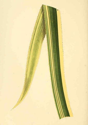 Reproducción/Reproduction 6305583587: Les plantes a feuillage coloré. v.1. Paris :Rothschild,1867-1870