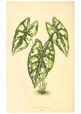 Reproducción/Reproduction 6305583793: Les plantes a feuillage coloré. v.1. Paris :Rothschild,1867-1870