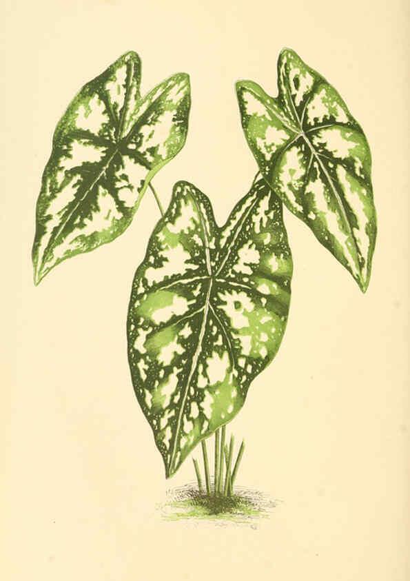 Reproducción/Reproduction 6305583793: Les plantes a feuillage coloré. v.1. Paris :Rothschild,1867-1870