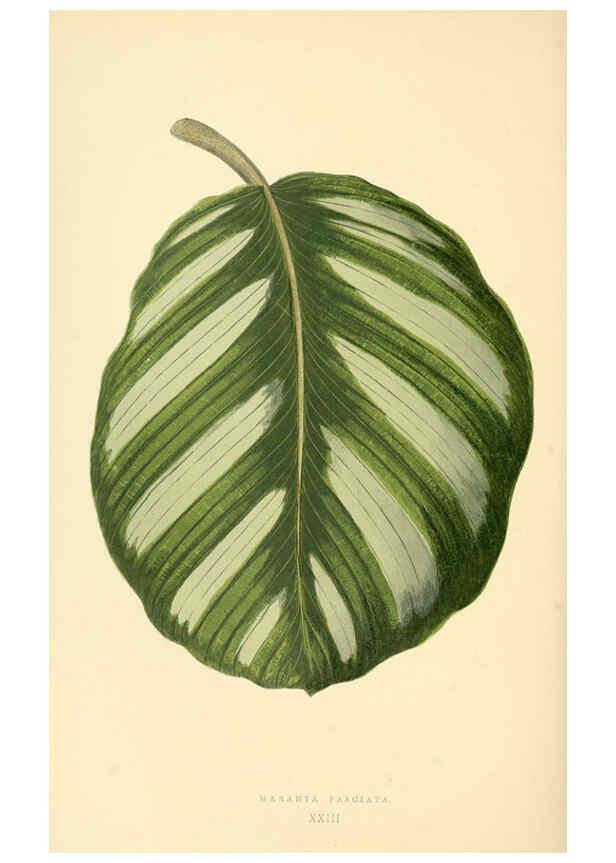 Reproducción/Reproduction 6306106612: Les plantes a feuillage coloré. v.1. Paris :Rothschild,1867-1870