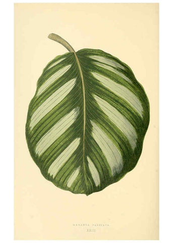 Reproducción/Reproduction 6306106612: Les plantes a feuillage coloré. v.1. Paris :Rothschild,1867-1870