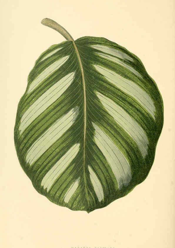 Reproducción/Reproduction 6306106612: Les plantes a feuillage coloré. v.1. Paris :Rothschild,1867-1870