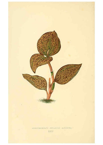 Reproducción/Reproduction 6306106774: Les plantes a feuillage coloré. v.1. Paris :Rothschild,1867-1870