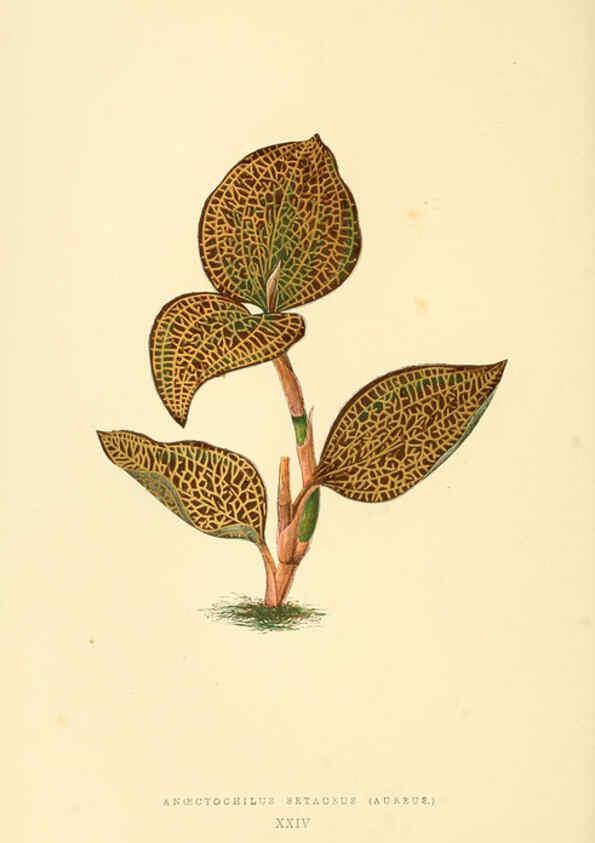 Reproducción/Reproduction 6306106774: Les plantes a feuillage coloré. v.1. Paris :Rothschild,1867-1870