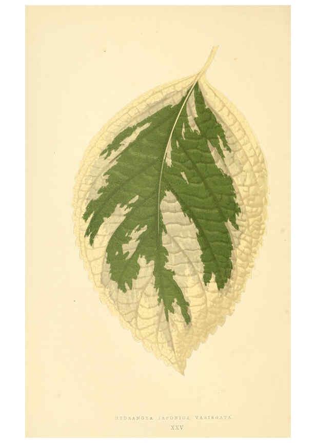 Reproducción/Reproduction 6306106978: Les plantes a feuillage coloré. v.1. Paris :Rothschild,1867-1870