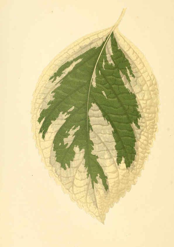 Reproducción/Reproduction 6306106978: Les plantes a feuillage coloré. v.1. Paris :Rothschild,1867-1870
