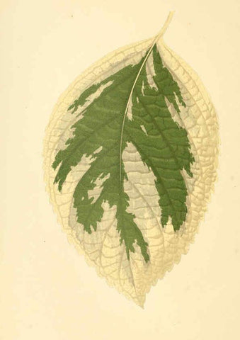 Reproducción/Reproduction 6306106978: Les plantes a feuillage coloré. v.1. Paris :Rothschild,1867-1870