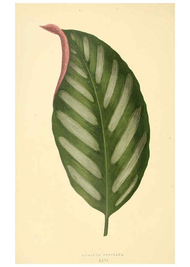Reproducción/Reproduction 6305584663: Les plantes a feuillage coloré. v.1. Paris :Rothschild,1867-1870