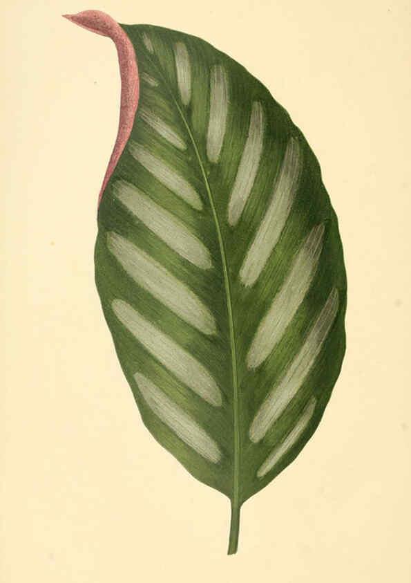 Reproducción/Reproduction 6305584663: Les plantes a feuillage coloré. v.1. Paris :Rothschild,1867-1870