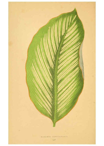 Reproducción/Reproduction 6305590435: Les plantes a feuillage coloré. v.1. Paris :Rothschild,1867-1870