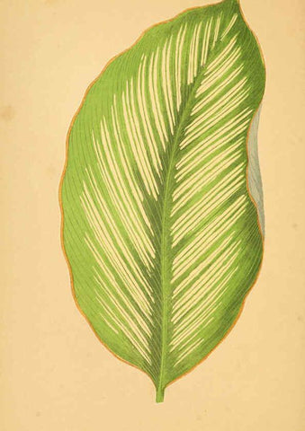 Reproducción/Reproduction 6305590435: Les plantes a feuillage coloré. v.1. Paris :Rothschild,1867-1870