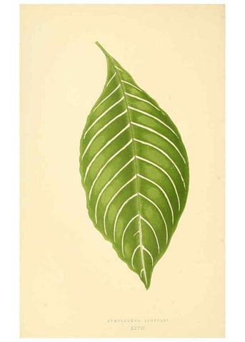 Reproducción/Reproduction 6305584853: Les plantes a feuillage coloré. v.1. Paris :Rothschild,1867-1870