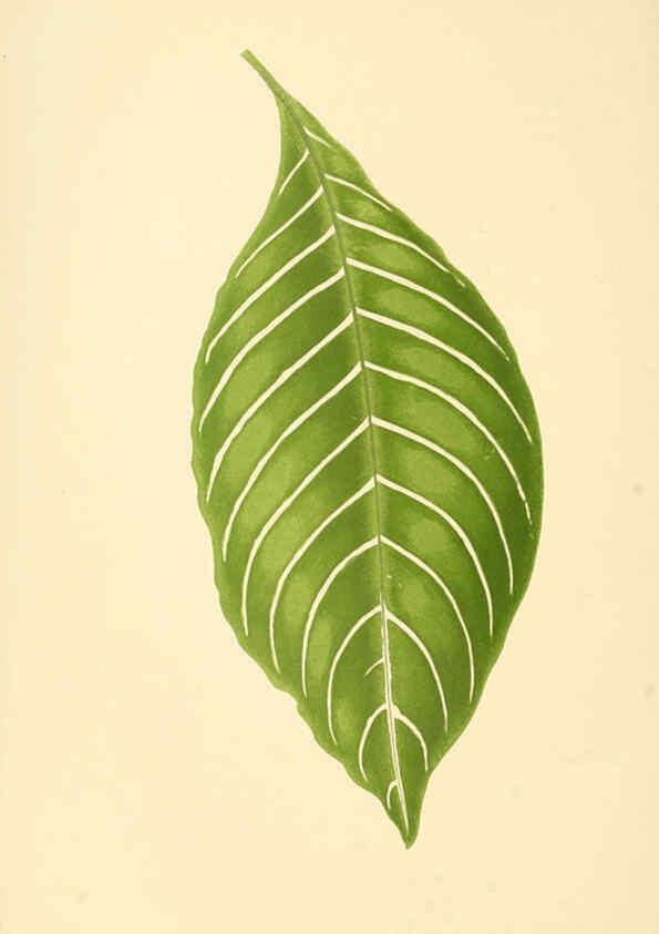 Reproducción/Reproduction 6305584853: Les plantes a feuillage coloré. v.1. Paris :Rothschild,1867-1870