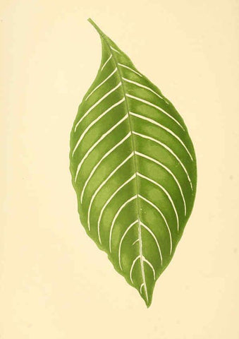 Reproducción/Reproduction 6305584853: Les plantes a feuillage coloré. v.1. Paris :Rothschild,1867-1870