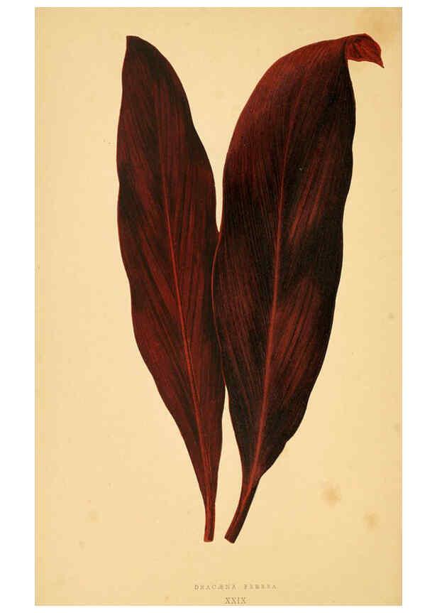 Reproducción/Reproduction 6306107816: Les plantes a feuillage coloré. v.1. Paris :Rothschild,1867-1870