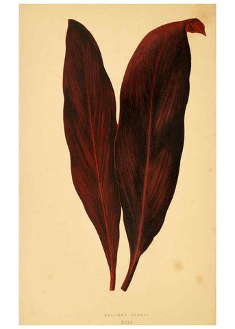 Reproducción/Reproduction 6306107816: Les plantes a feuillage coloré. v.1. Paris :Rothschild,1867-1870