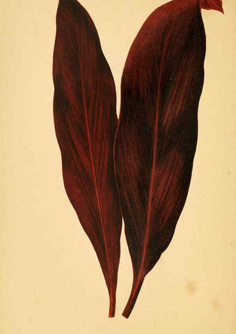 Reproducción/Reproduction 6306107816: Les plantes a feuillage coloré. v.1. Paris :Rothschild,1867-1870