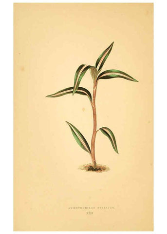Reproducción/Reproduction 6305585401: Les plantes a feuillage coloré. v.1. Paris :Rothschild,1867-1870
