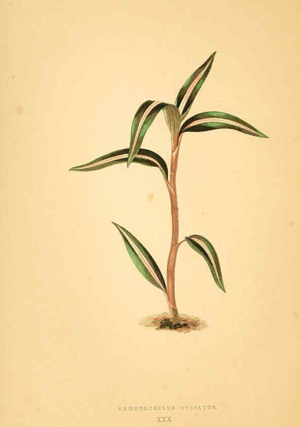 Reproducción/Reproduction 6305585401: Les plantes a feuillage coloré. v.1. Paris :Rothschild,1867-1870