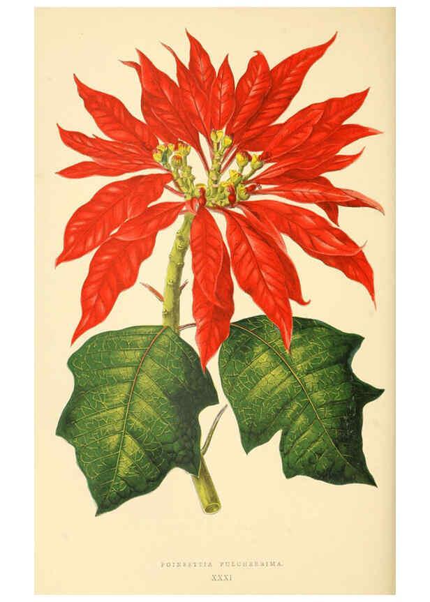 Reproducción/Reproduction 6306108132: Les plantes a feuillage coloré. v.1. Paris :Rothschild,1867-1870