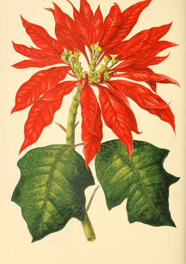 Reproducción/Reproduction 6306108132: Les plantes a feuillage coloré. v.1. Paris :Rothschild,1867-1870