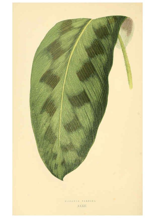 Reproducción/Reproduction 6306108314: Les plantes a feuillage coloré. v.1. Paris :Rothschild,1867-1870
