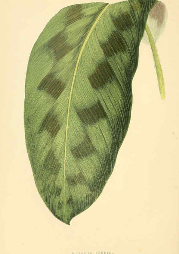Reproducción/Reproduction 6306108314: Les plantes a feuillage coloré. v.1. Paris :Rothschild,1867-1870