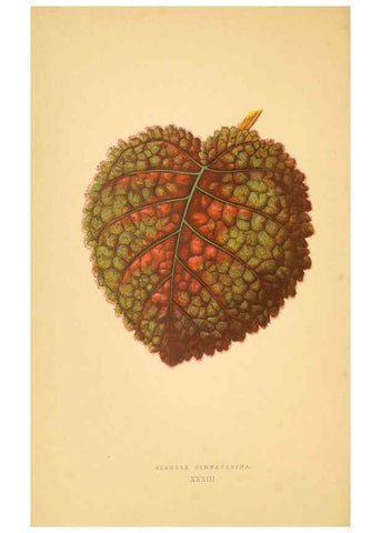 Reproducción/Reproduction 6305585909: Les plantes a feuillage coloré. v.1. Paris :Rothschild,1867-1870