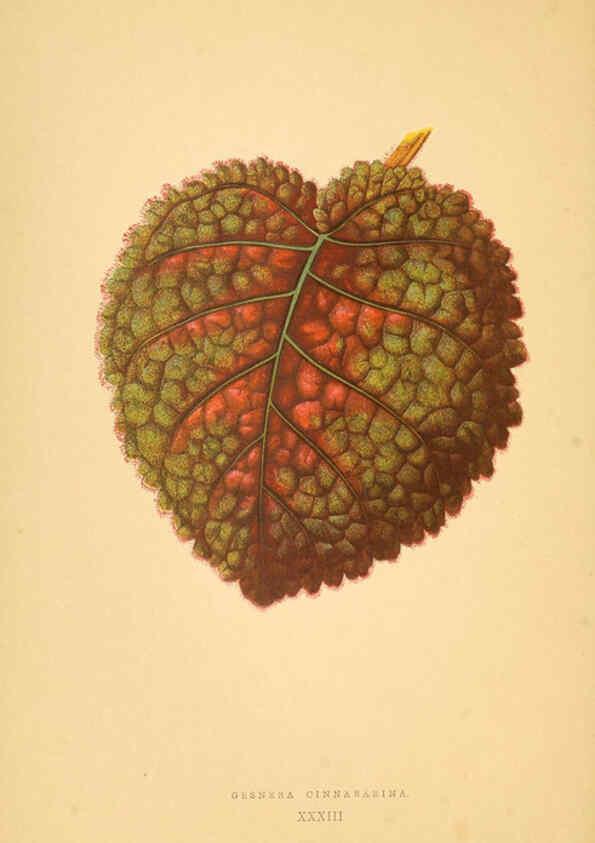 Reproducción/Reproduction 6305585909: Les plantes a feuillage coloré. v.1. Paris :Rothschild,1867-1870