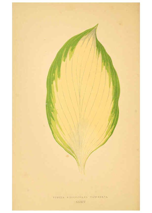 Reproducción/Reproduction 6305586073: Les plantes a feuillage coloré. v.1. Paris :Rothschild,1867-1870