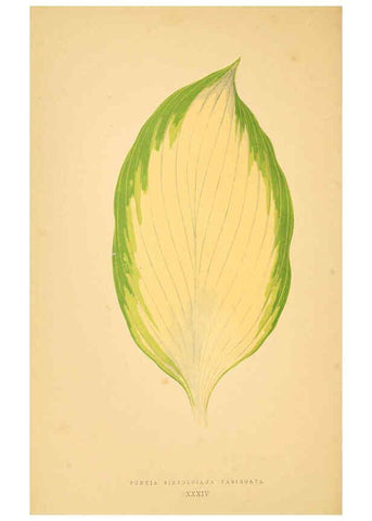 Reproducción/Reproduction 6305586073: Les plantes a feuillage coloré. v.1. Paris :Rothschild,1867-1870