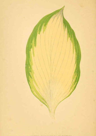 Reproducción/Reproduction 6305586073: Les plantes a feuillage coloré. v.1. Paris :Rothschild,1867-1870