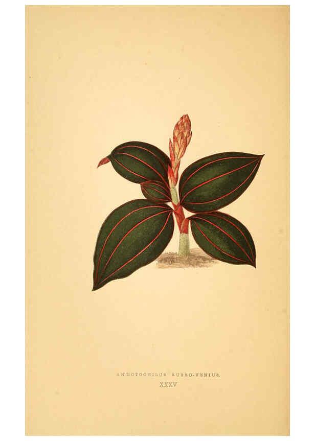 Reproducción/Reproduction 6305586225: Les plantes a feuillage coloré. v.1. Paris :Rothschild,1867-1870