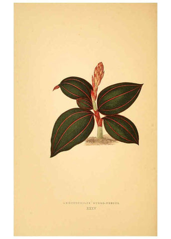 Reproducción/Reproduction 6305586225: Les plantes a feuillage coloré. v.1. Paris :Rothschild,1867-1870