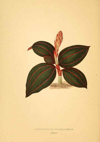 Reproducción/Reproduction 6305586225: Les plantes a feuillage coloré. v.1. Paris :Rothschild,1867-1870