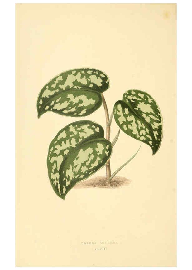 Reproducción/Reproduction 6305585065: Les plantes a feuillage coloré. v.1. Paris :Rothschild,1867-1870