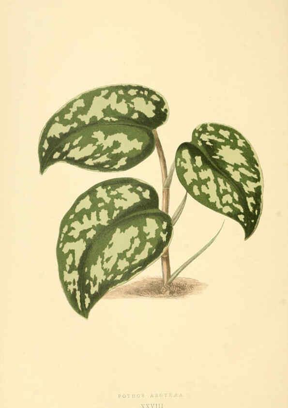 Reproducción/Reproduction 6305585065: Les plantes a feuillage coloré. v.1. Paris :Rothschild,1867-1870