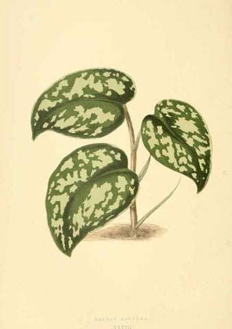 Reproducción/Reproduction 6305585065: Les plantes a feuillage coloré. v.1. Paris :Rothschild,1867-1870