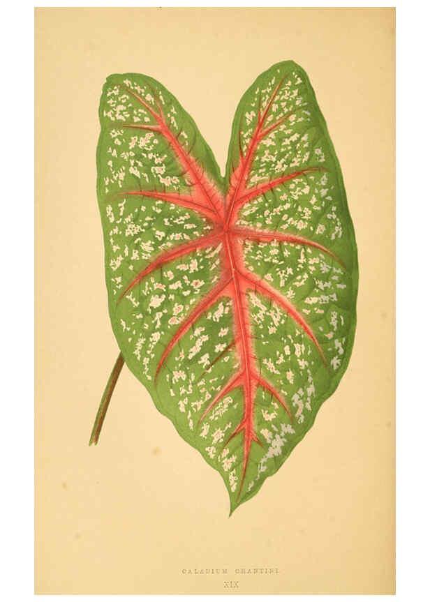 Reproducción/Reproduction 6305583257: Les plantes a feuillage coloré. v.1. Paris :Rothschild,1867-1870
