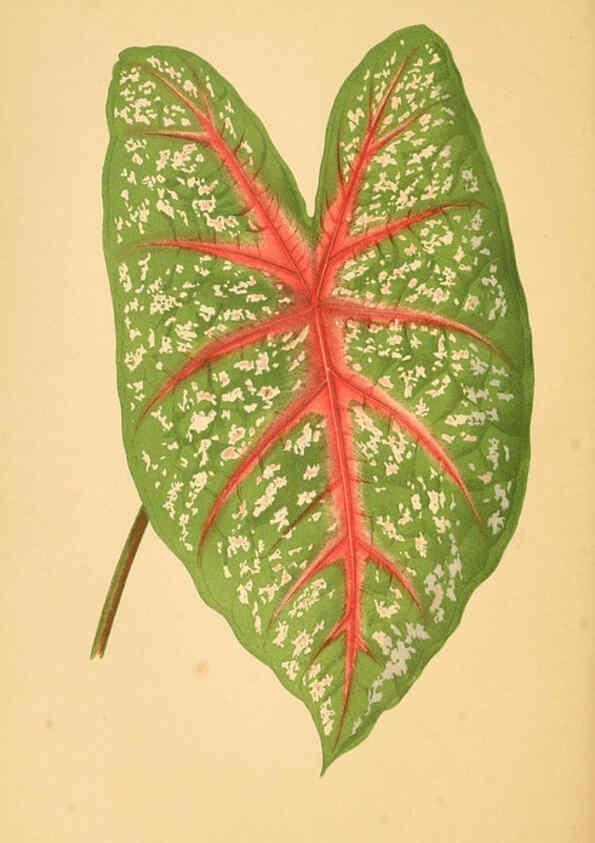 Reproducción/Reproduction 6305583257: Les plantes a feuillage coloré. v.1. Paris :Rothschild,1867-1870