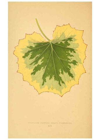 Reproducción/Reproduction 6306113090: Les plantes a feuillage coloré. v.1. Paris :Rothschild,1867-1870