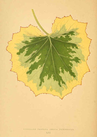 Reproducción/Reproduction 6306113090: Les plantes a feuillage coloré. v.1. Paris :Rothschild,1867-1870