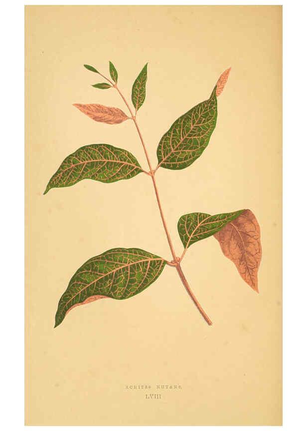 Reproducción/Reproduction 6305590973: Les plantes a feuillage coloré. v.1. Paris :Rothschild,1867-1870