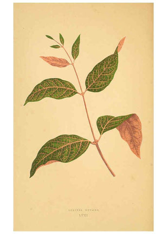 Reproducción/Reproduction 6305590973: Les plantes a feuillage coloré. v.1. Paris :Rothschild,1867-1870