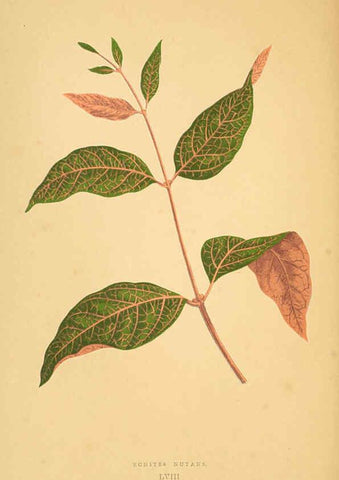 Reproducción/Reproduction 6305590973: Les plantes a feuillage coloré. v.1. Paris :Rothschild,1867-1870